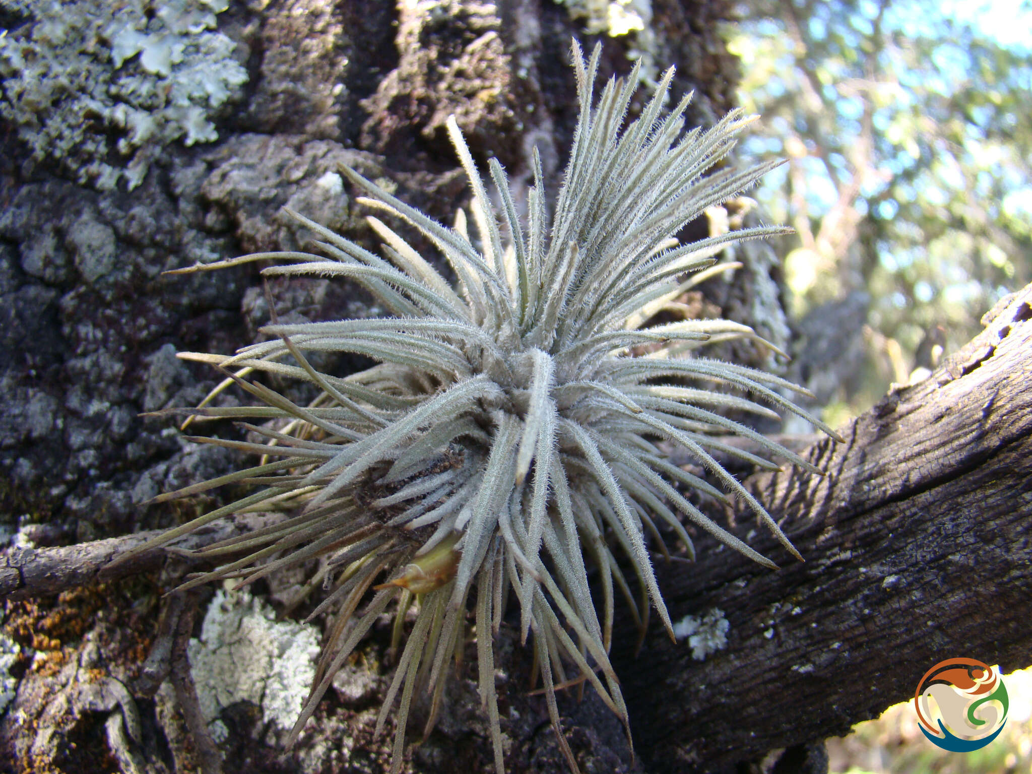 Image of Tillandsia atroviridipetala Matuda