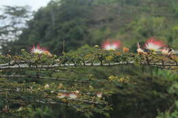 Image of Calliandra pittieri Standl.