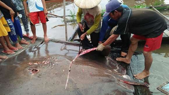 Image of Giant freshwater stingray