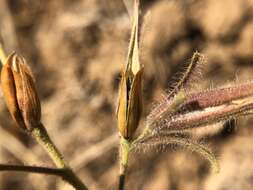 صورة Cordylanthus pilosus A. Gray