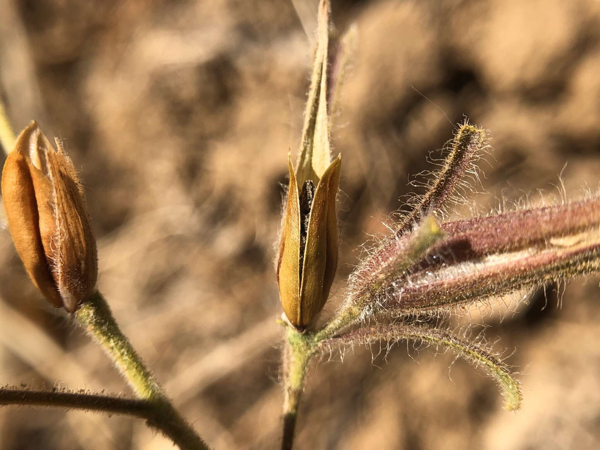 Image of hairy bird's-beak