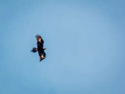 Image of Wedge-tailed Eagle