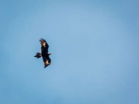 Image of Wedge-tailed Eagle