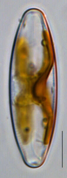Image of <i>Staurophora columbiana</i> L. Bahls 2013