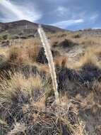 Imagem de Imperata brevifolia Vasey