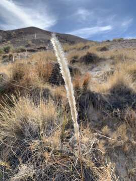 Image of California satintail