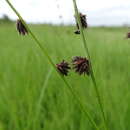 Scleria catophylla C. B. Clarke的圖片