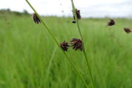 Imagem de Scleria catophylla C. B. Clarke