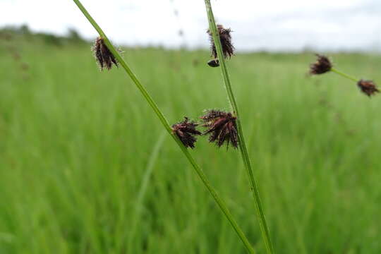 Image of Scleria catophylla C. B. Clarke