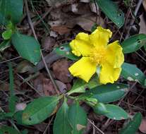 Image of Hibbertia scandens (Willd.) Gilg