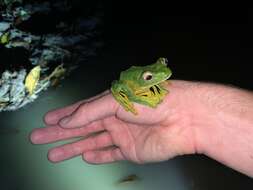 Image of Abah River Flying Frog