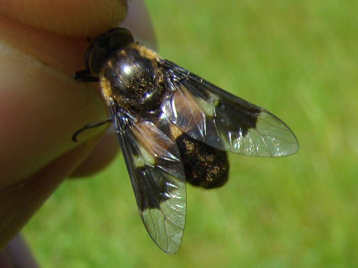 Image of Chrysops excitans Walker 1850