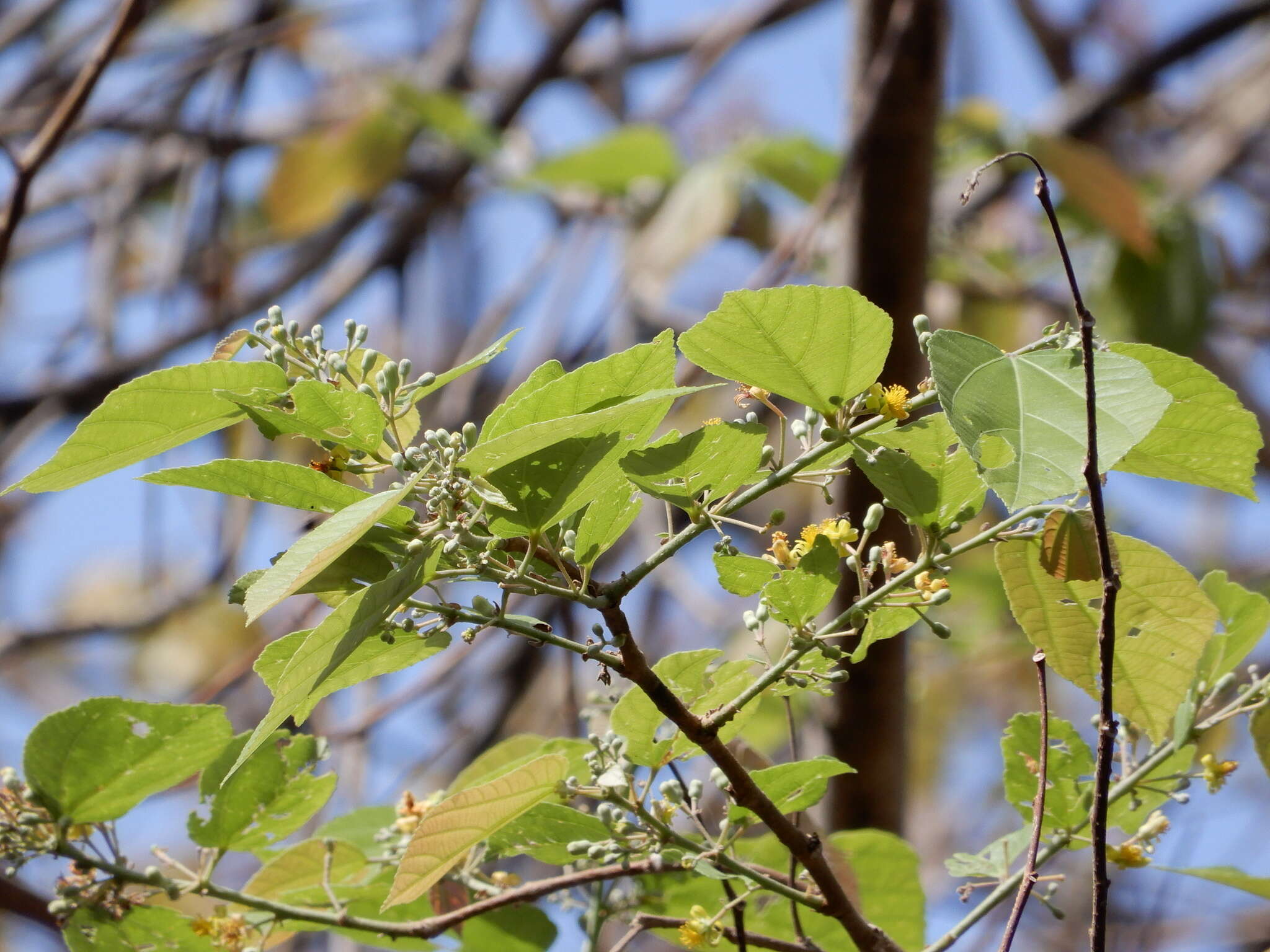 Sivun Grewia tiliifolia Vahl kuva