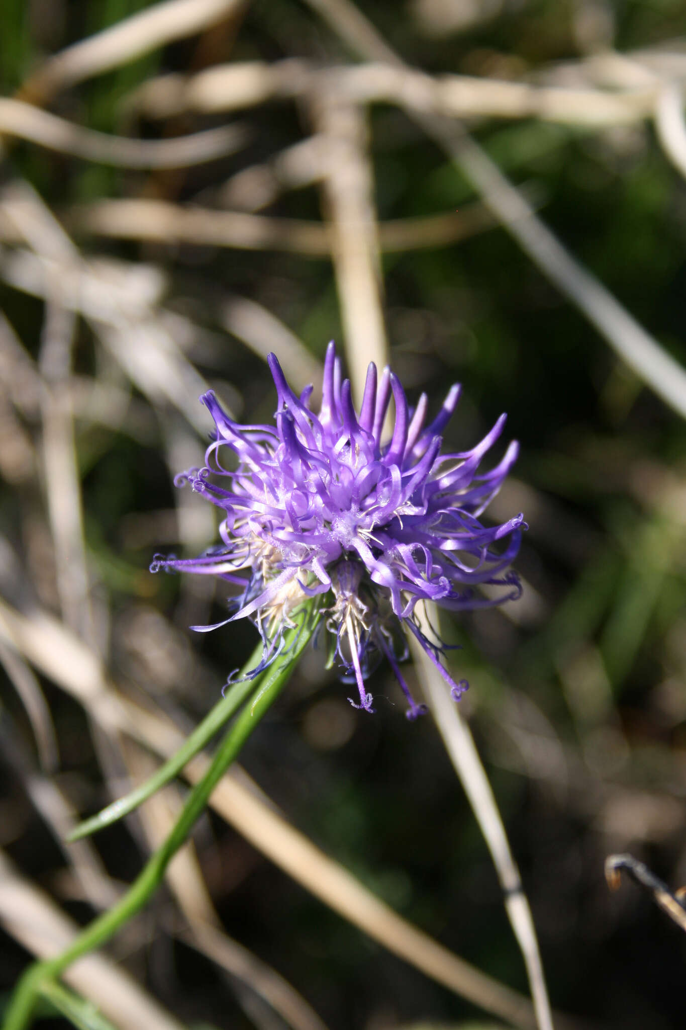 صورة Phyteuma scheuchzeri subsp. columnae (E. Thomas) Bech.