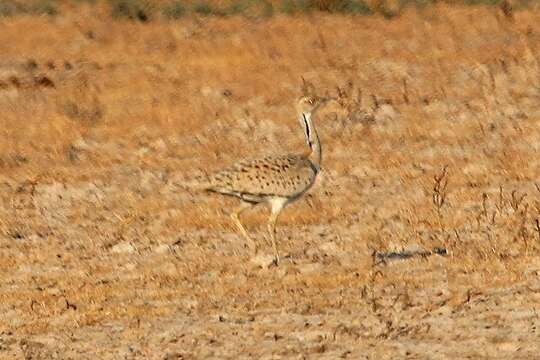 Image of Houbara Bustards