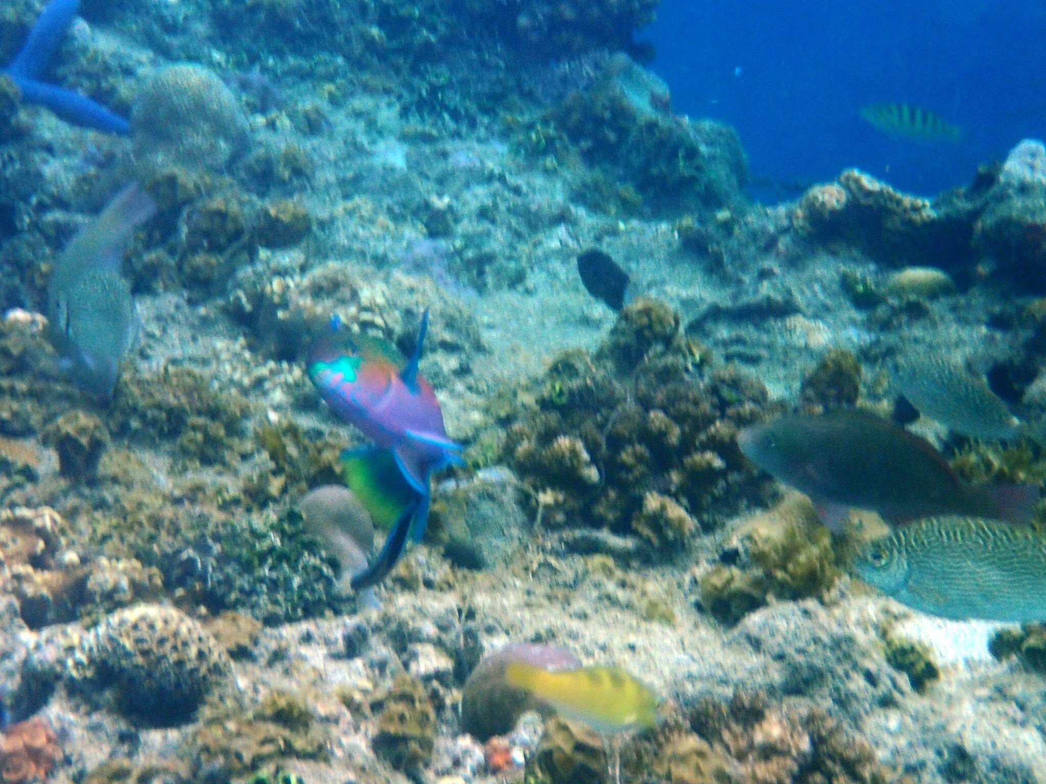 Image of Green-blotched parrotfish