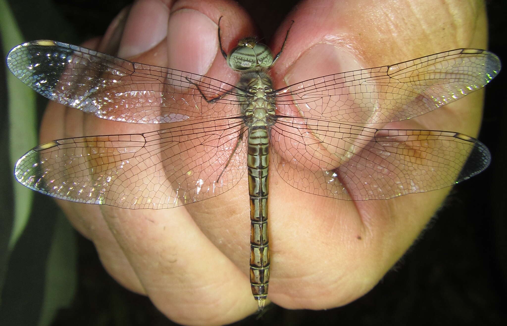 Imagem de Parazyxomma flavicans (Martin 1908)