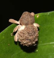 Image of Imaliodes ventralis Lea 1913