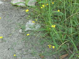 Image of Narrow-leaved Bird's-foot-trefoil