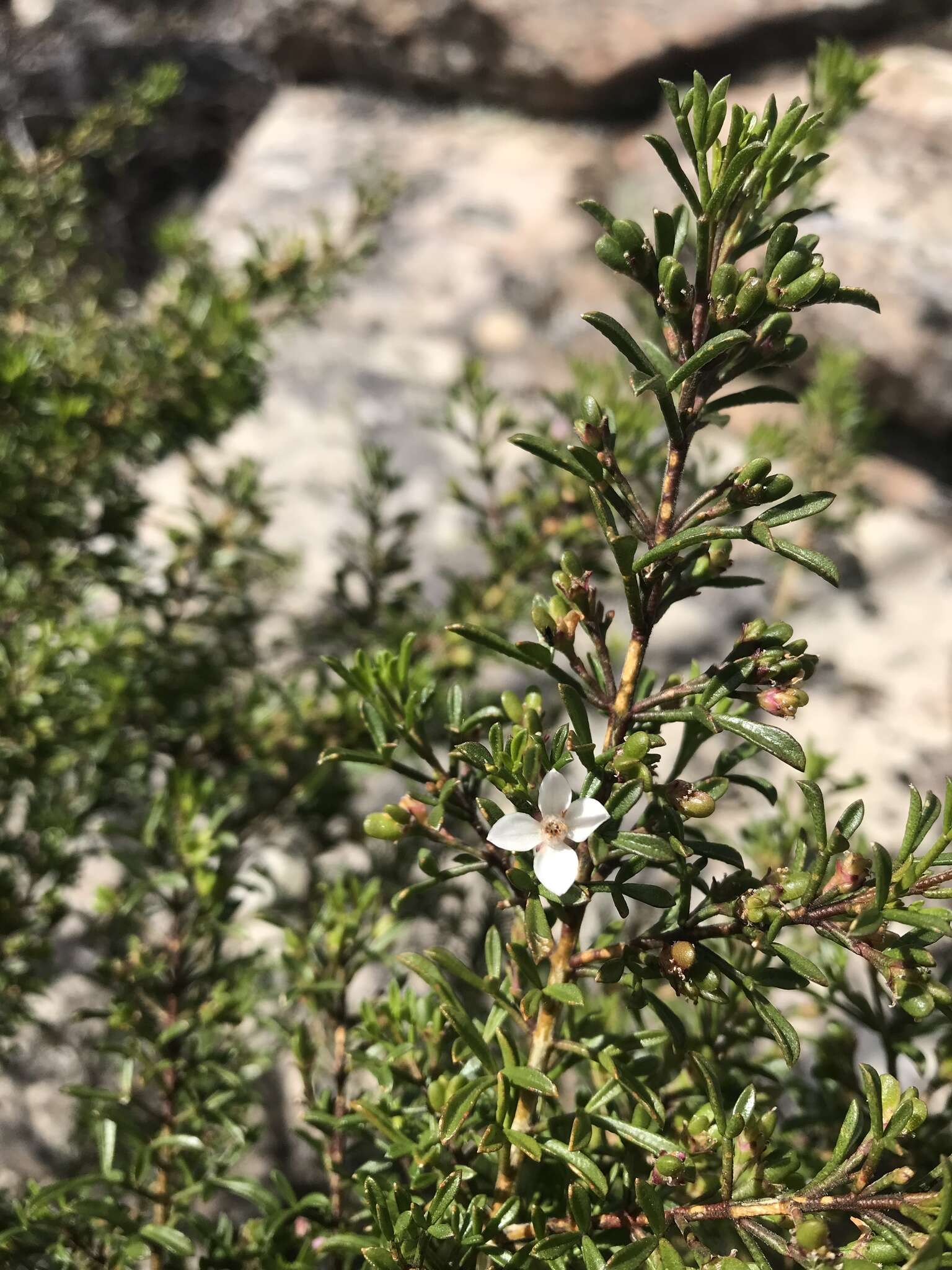 Image de Cyanothamnus anemonifolius subsp. variabilis