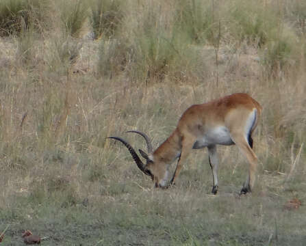 Image of Red Lechwe