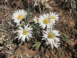 Image of Easter Daisy