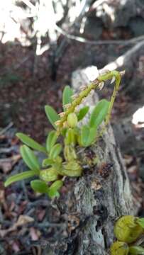 Bulbophyllum senghasii G. A. Fisch. & Sieder的圖片