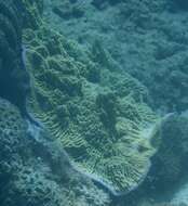 Слика од Montipora confusa Nemenzo 1967