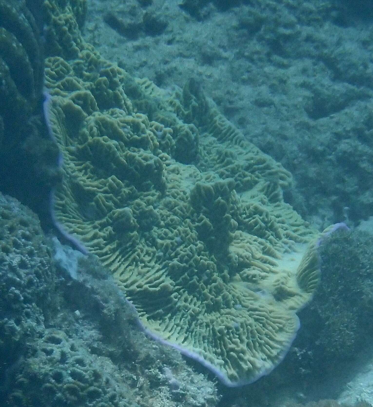 Image of Blue edged plate coral