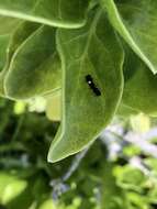 Image of Anthricinan yellow-faced bee