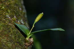 Image of Conchidium japonicum (Maxim.) S. C. Chen & J. J. Wood