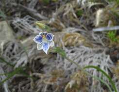 Image of Hybrid sun orchid