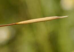 Imagem de Stipa pennata subsp. sabulosa (Pacz.) Tzvelev