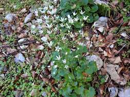 Image of Saxifraga rotundifolia subsp. rotundifolia