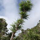 Imagem de Yushania madagascariensis (A. Camus) Ohrnb.