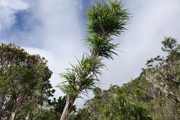 Imagem de Yushania madagascariensis (A. Camus) Ohrnb.