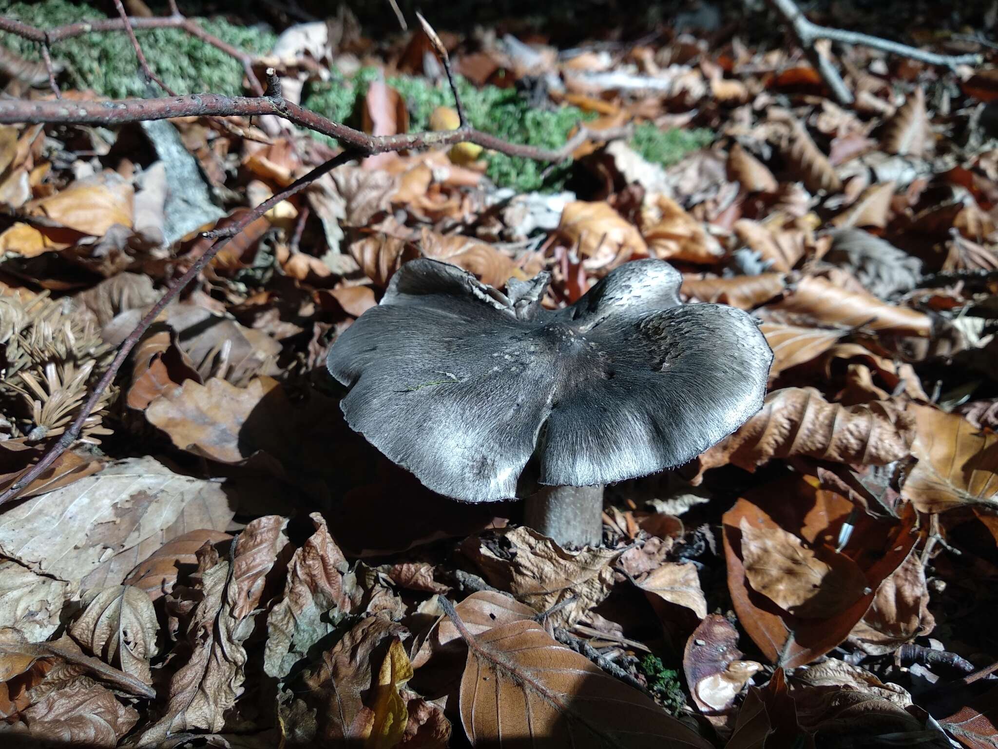 Plancia ëd Tricholoma sciodes (Pers.) C. Martín 1919