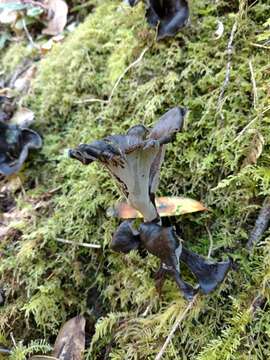 Image of Craterellus calicornucopioides D. Arora & J. L. Frank 2015