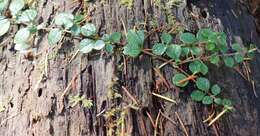 Image of Linnaea borealis var. longiflora Torr.