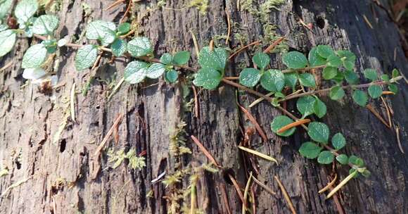 Image de Linnaea borealis var. longiflora Torr.