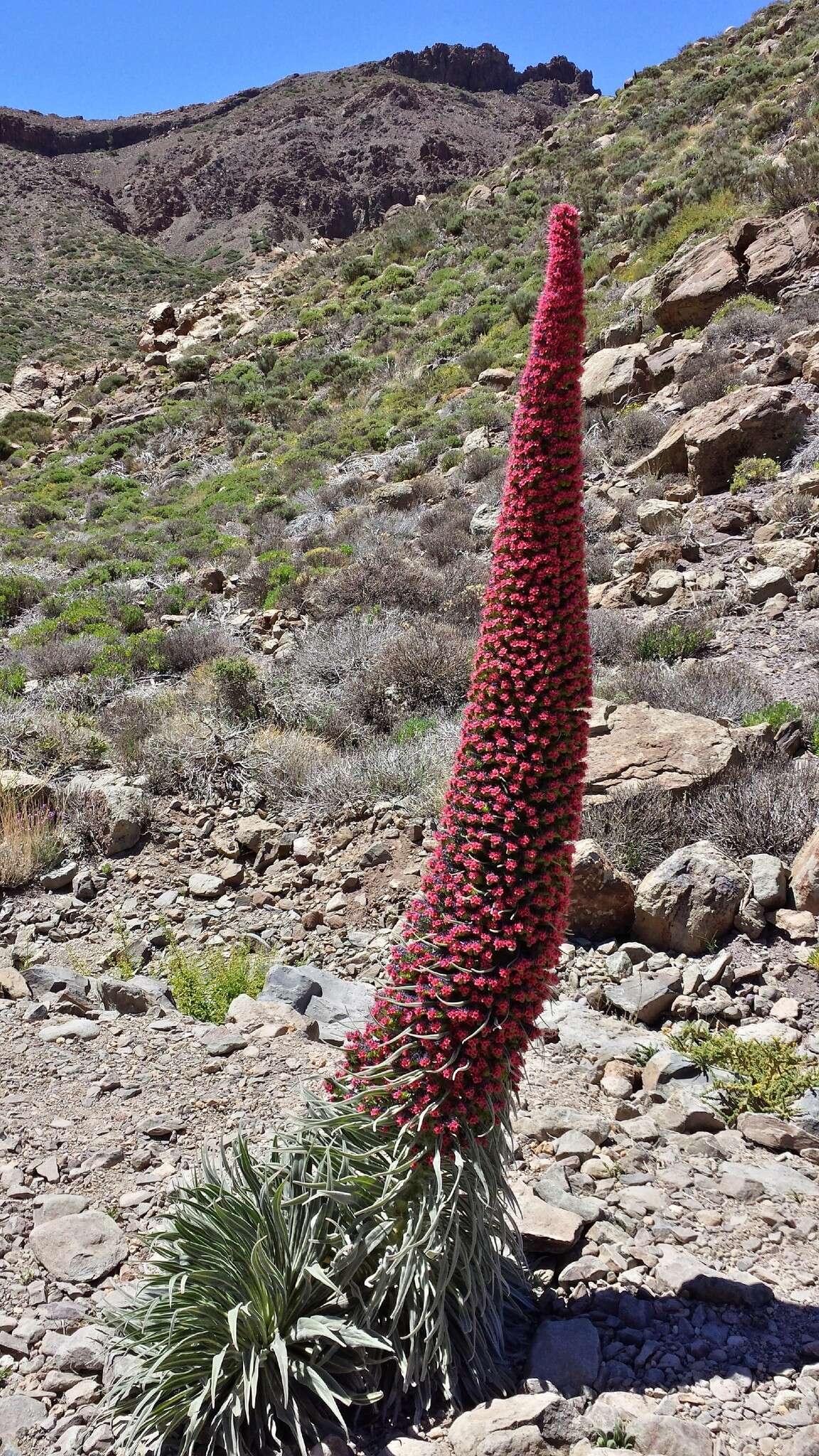 Image of Echium wildpretii H. H. W. Pearson ex Hook. fil.