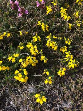 Genista anglica L. resmi