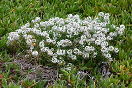 Image de Lobularia