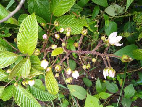 Image of Rubus adenotrichos Schltdl.