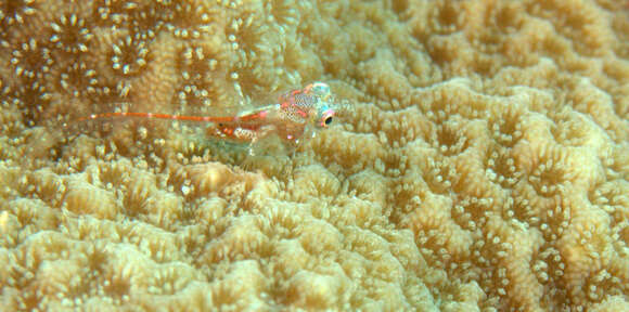 Image of Seafan blenny