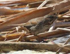 Image of Desert Song Sparrow