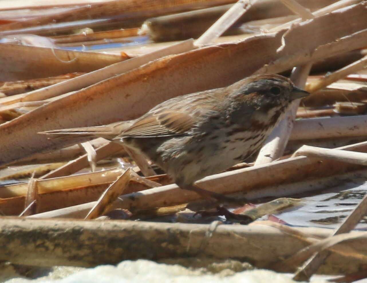 Image of Desert Song Sparrow