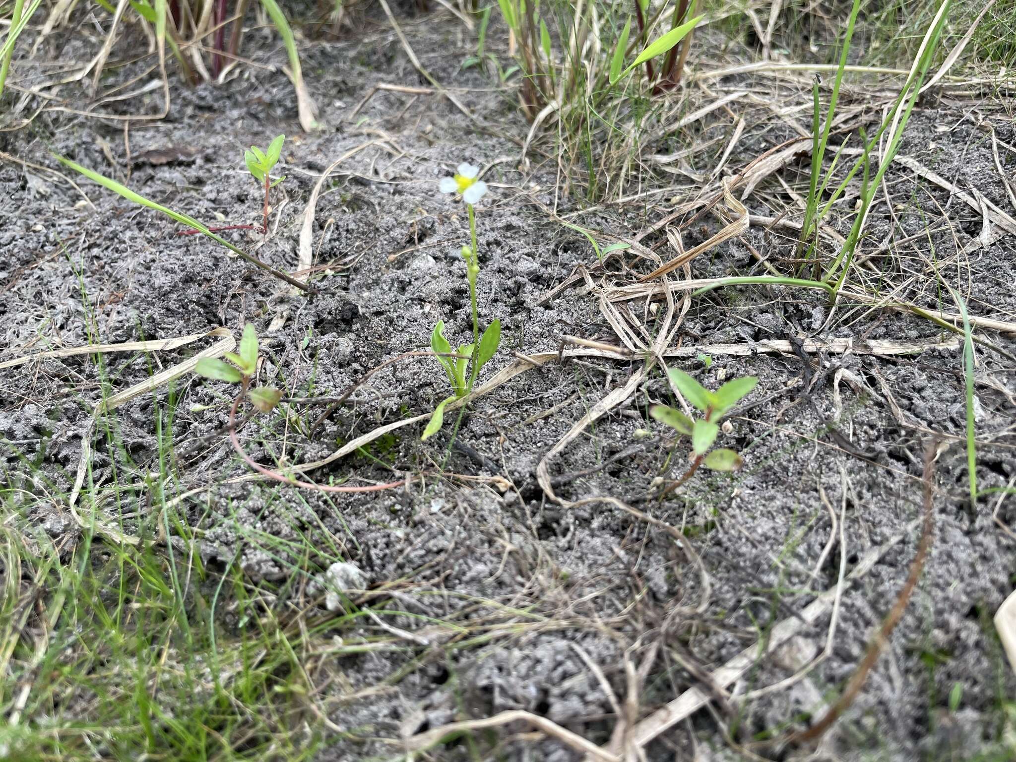 Слика од Helanthium tenellum (Mart. ex Schult. fil.) J. G. Sm.