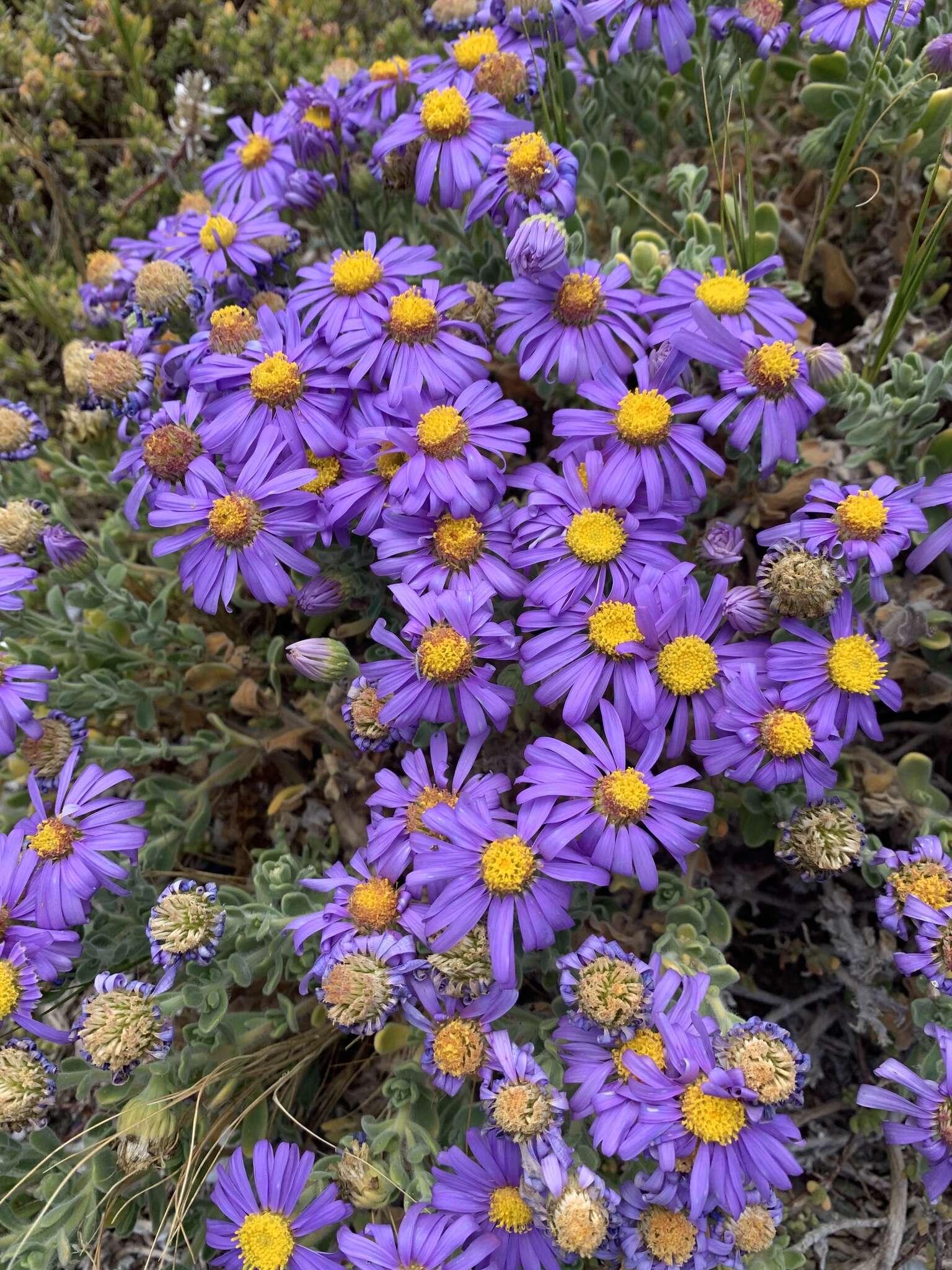 Image of Amellus asteroides subsp. mollis A. Rommel