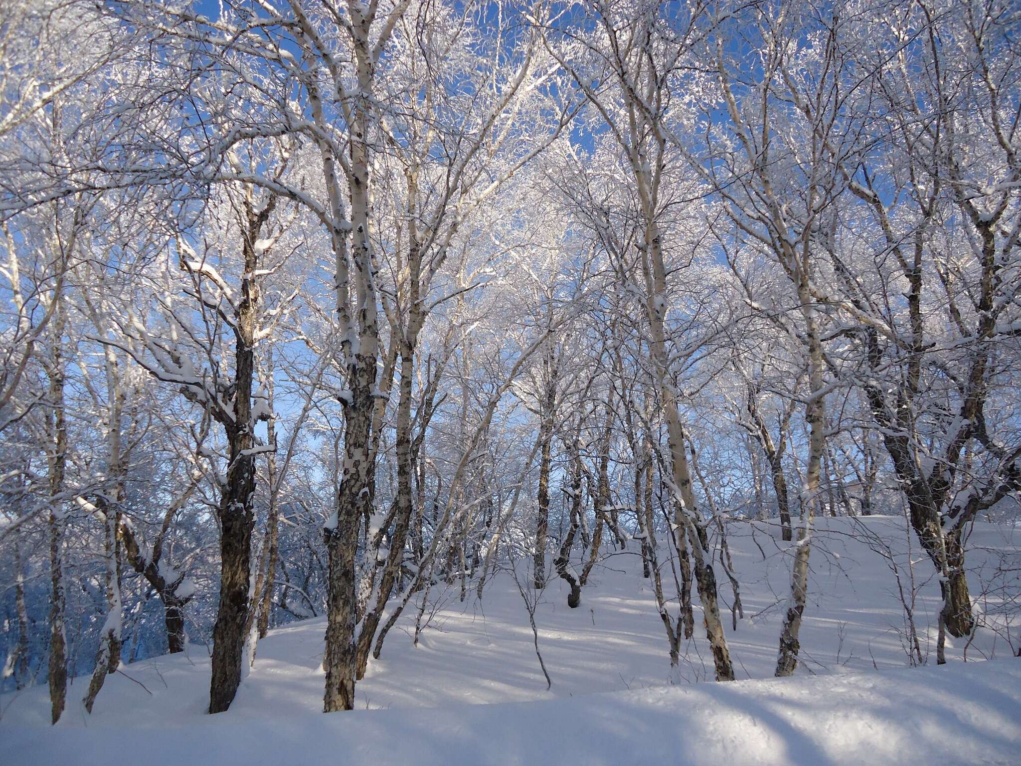 Image of Erman's Birch